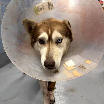 Sydney -  Husky Dog for Adoption in Northbrook, Illinois - Sydney | PetCurious