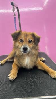 Rusty -  Mixed Breed Dog for Adoption in Miami Shores, Florida - Rusty | PetCurious