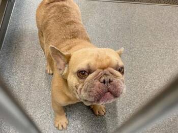 NACHO -  French Bulldog Dog for Adoption in Tustin, California - NACHO | PetCurious