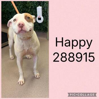 HAPPY -  Pit Bull Terrier and Mixed Breed Dog for Adoption in Macon, Georgia - HAPPY | PetCurious