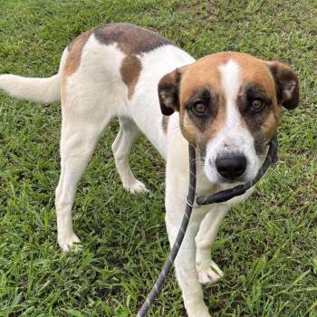 Rescue Hound and Mixed Breed Dogs for Adoption in Hackett, Arkansas - Bosley | PetCurious