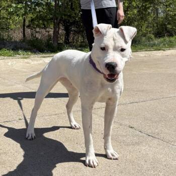 Mixed Breed Dogs Available for Adoption in Mentor, Ohio - Barbie | PetCurious