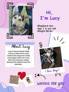 Rescue Shepherd and Labrador Retriever Dogs for Adoption in Falmouth, Maine - Lucy | PetCurious