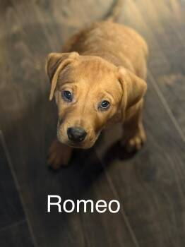 Labrador Retriever Dogs Available for Adoption - Romeo CS | PetCurious