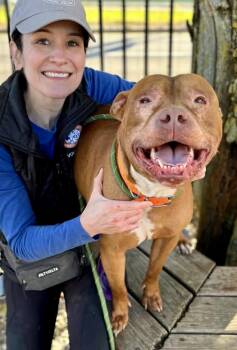 Pumpernickel -  Pit Bull Terrier Dog for Adoption in Buffalo, New York - Pumpernickel | PetCurious