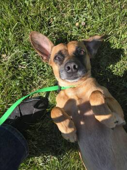 Frankie -  Chiweenie Dog for Adoption in Grand Junction, Colorado - Frankie | PetCurious