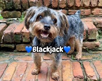 Blackjack -  Maltese Dog for Adoption in Hopkinton, Massachusetts - Blackjack | PetCurious