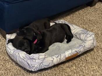 Onyx -  Mixed Breed Dog for Adoption in Atlanta, Georgia - Onyx | PetCurious