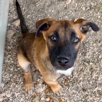 Rescue German Shepherd Dog Dogs for Adoption in Austin, Texas - Jack CI | PetCurious