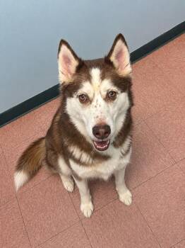 Husky Dogs Available for Adoption in Wabash, Indiana - Huck/ Kobe | PetCurious