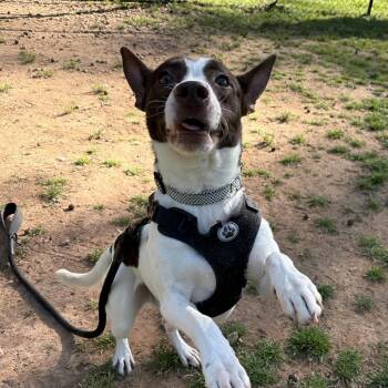 Mixed Breed Dogs Available for Adoption in Auburn, Alabama - Mateo | PetCurious