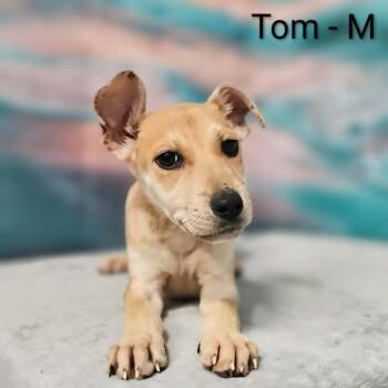 Tom -  Shepherd and Labrador Retriever Dog for Adoption in Griswold, Connecticut - Tom | PetCurious