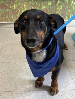 Basset Hound and Shepherd Dogs Available for Adoption in San Antonio, Texas - Perry The Platypus | PetCurious