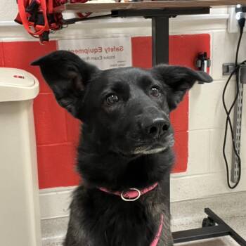 Knox -  Shepherd Dog for Adoption in Murray, Utah - Knox | PetCurious