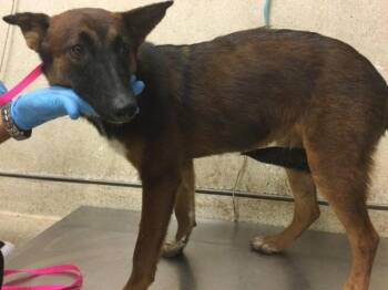 A1931768 -  Belgian Shepherd Malinois Dog for Adoption in Riverside, California - A1931768 | PetCurious