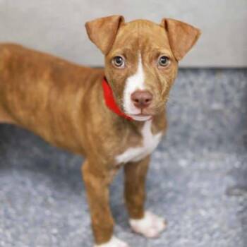 Randy -  Mixed Breed Dog for Adoption in Atlanta, Georgia - Randy | PetCurious