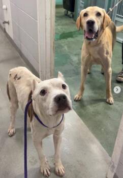 Pit Bull Terrier Dogs Available for Adoption in Austin, Texas - Noble | PetCurious