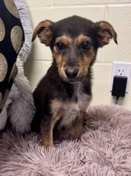 Snap -  Australian Cattle Dog Blue Heeler Dog for Adoption in St. Joseph, Michigan - Snap | PetCurious
