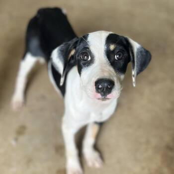 Simone -  Mixed Breed Dog for Adoption in Brownsboro, Alabama - Simone | PetCurious