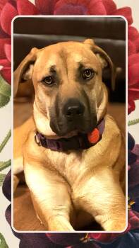 Rescue Black Mouth Cur and Mixed Breed Dogs for Adoption in Severance, Colorado - Pammi | PetCurious