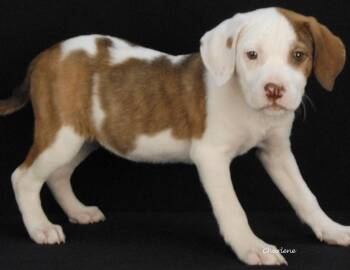 Howlie Berry -  Hound and Boxer Dog Available for Adoption in Newland, North Carolina - Howlie Berry | PetCurious