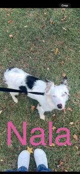 Nala -  Australian Shepherd Dog for Adoption in Zimmerman, Minnesota - Nala | PetCurious