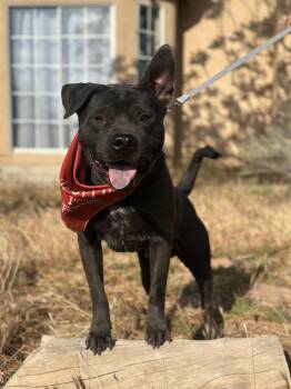 Rescue Pit Bull Terrier Dogs for Adoption in Santa Monica, California - Peanut | PetCurious