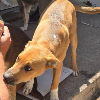 Harper -  Mixed Breed Dog for Adoption in Klamath Falls, Oregon - Harper | PetCurious