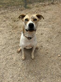 Rescue American Staffordshire Terrier Dogs for Adoption in Marble Falls, Texas - Tiger | PetCurious