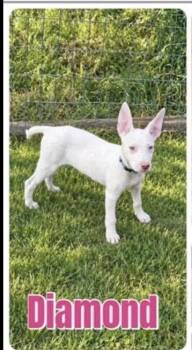 Diamond -  Mixed Breed Dog for Adoption in Alden, New York - Diamond | PetCurious