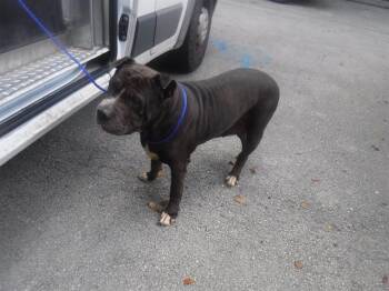 Rescue American Bulldog and Mixed Breed Dogs for Adoption in Doral, Florida - MAE | PetCurious