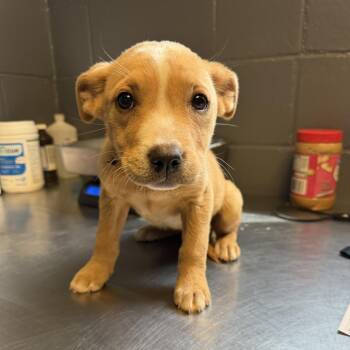 Labrador Retriever and Terrier Dogs Available for Adoption in Tuscaloosa, Alabama - TUSC-Stray-84086 | PetCurious