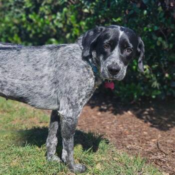 Oreo -  German Shorthaired Pointer and Mixed Breed Dog for Adoption in Chesapeake, Virginia - Oreo | PetCurious