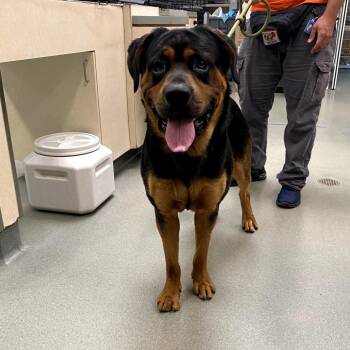 Wylie -  Rottweiler Dog for Adoption in Westminster, California - Wylie | PetCurious