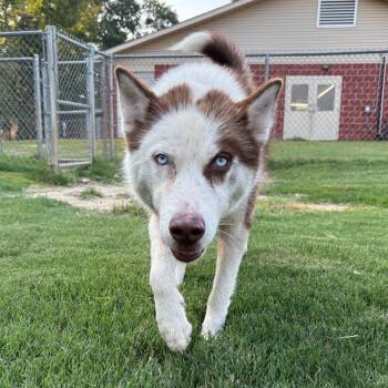 (Found) Blue -  Husky and Mixed Breed Dog for Adoption in Cabot, Arkansas - (Found) Blue | PetCurious