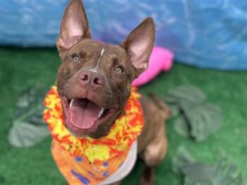 FIFA -  Mixed Breed Dog for Adoption in Charlotte, North Carolina - FIFA | PetCurious