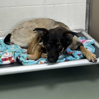 SVAS-Stray-39054 -  Shepherd and Mixed Breed Dog for Adoption in Lyndhurst, Virginia - SVAS-Stray-39054 | PetCurious