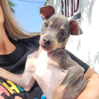 Hazel -  Miniature Pinscher and Mixed Breed Dog for Adoption in Corpus Christi, Texas - Hazel | PetCurious