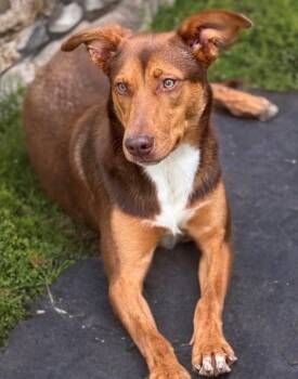 Rod -  Mixed Breed Dog for Adoption in Woodstock, Ontario - Rod | PetCurious