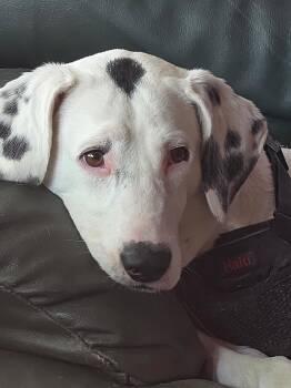 Spotty (51 lbs) -  Dalmatian Dog for Adoption in Mississauga, Ontario - Spotty (51 Lbs) | PetCurious