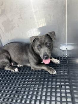 ELAINE -  Mixed Breed Dog for Adoption in Dallas, Texas - ELAINE | PetCurious