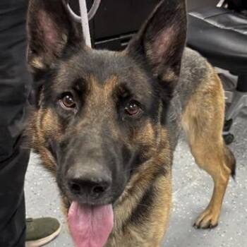 Thaddeus -  German Shepherd Dog Dog for Adoption in Saint Joseph, Missouri - Thaddeus | PetCurious