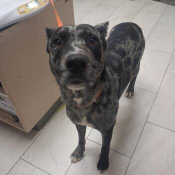Duke -  Catahoula Leopard Dog Dog for Adoption in Lufkin, Texas - Duke | PetCurious