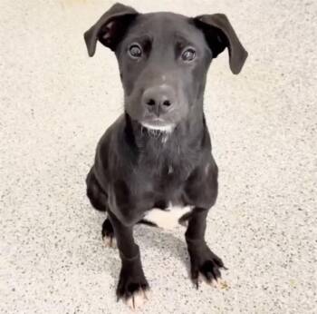 GIGI -  Labrador Retriever Dog for Adoption in Houston, Texas - GIGI | PetCurious