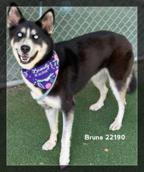 BRUNA -  Siberian Husky Dog for Adoption in Marietta, Georgia - BRUNA | PetCurious