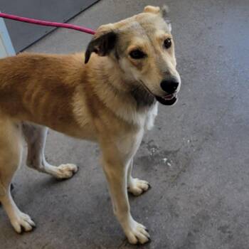 110642 -  Mixed Breed Dog for Adoption in Las Cruces, New Mexico - 110642 | PetCurious