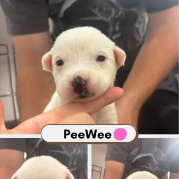 PeeWee -  Australian Shepherd and American Staffordshire Terrier Dog for Adoption in Phoenix, Arizona - PeeWee | PetCurious