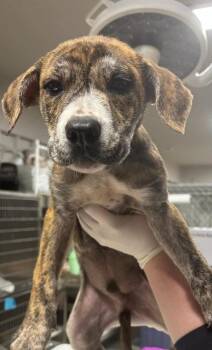 Timber -  Mixed Breed Dog for Adoption in Dorr, Michigan - Timber | PetCurious