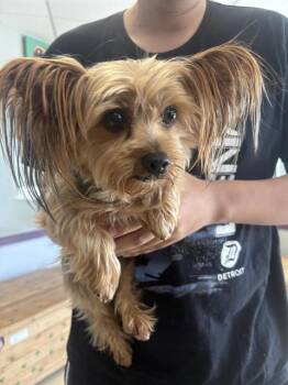 Yorkshire Terrier Dogs Available for Adoption in Santa Cruz, California - TOSHIRO | PetCurious