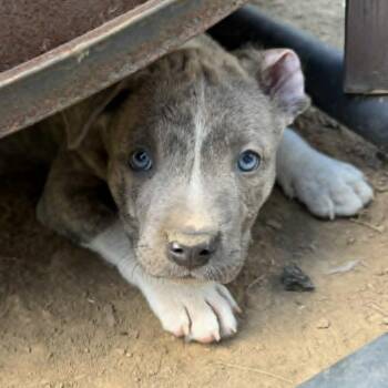 Gucci -  Pit Bull Terrier and Mixed Breed Dog for Adoption in Olathe, Kansas - Gucci | PetCurious